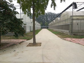 圣啟農(nóng)業(yè)物聯(lián)網(wǎng)技術(shù)引領(lǐng)溫室農(nóng)業(yè)革新 大棚材料與配套設(shè)施的創(chuàng)新設(shè)計(jì)