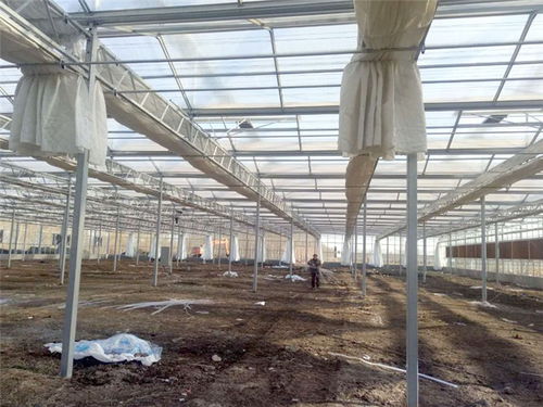 青州瀚洋農(nóng)業(yè)玻璃溫室 專業(yè)設(shè)計與在線咨詢服務(wù)