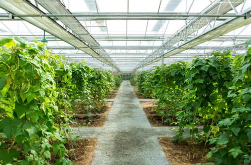 全國低碳日丨關(guān)于低碳減排的8個農(nóng)業(yè)溫室名詞解釋